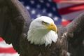 Bald Eagle in Front of Flag Bald Eagle in Front of Flag