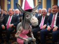 Donkey-Freaky Looking Donkey-Freaky Looking