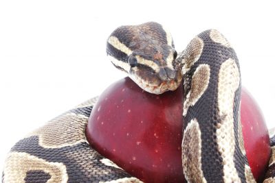 A ball python snake coiled around a shiny red apple against a white background.