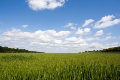 A wide field of green wheat with a clear blue sky and fluffy white clouds.